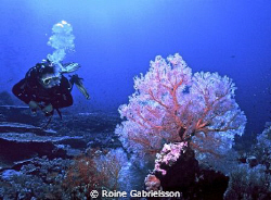Great visibility, great soft coral. The Red Sea at its' b... by Roine Gabrielsson 